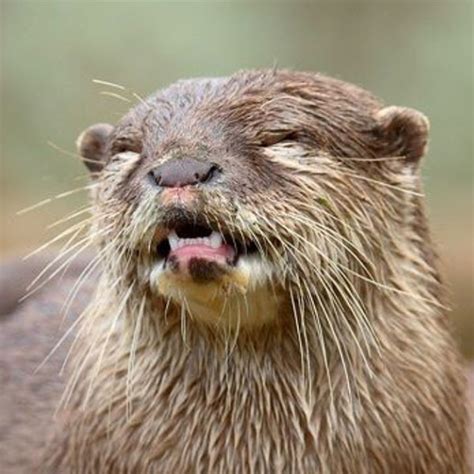otter dating term